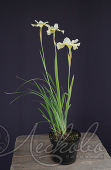 Ирис сибирский (Iris sibirica `Butter and Sugar`)