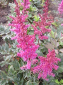 Астильба китайская (Astilbe chinensis `Maggie Daley`)