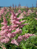 Астильба Арендса (Astilbe x arendsii `Bressingham Beauty`)