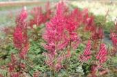 Астильба Арендса (Astilbe x arendsii `Glut`)