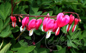 Дицентра великолепная (Dicentra spectabilis)