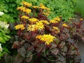 Бузульник зубчатый (Ligularia dentatа `Dark Beauty`)