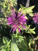 Монарда гибридная (Monarda x hybrida `Scorpion`)