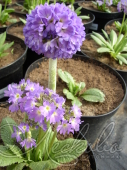 Примула мелкозубчатая (Primula denticulata `Lilac`)