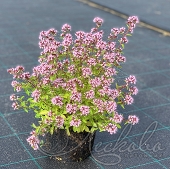 Душица обыкновенная (Origanum vulgare `Compactum`)