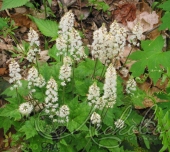 Тиарелла сердцелистная (Tiarella cordifolia)