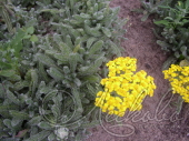 Тысячелистник войлочный (Achillea tomentosa)