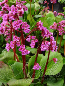 Бадан сердцелистный (Bergenia cordifolia `Winterglut`)