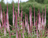 Вероникаструм виргинский (Veronicastrum virginicum `Pink Glow`)