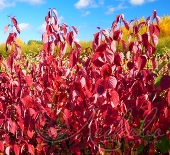 Дерен белый (Cornus alba `Sibirica`)