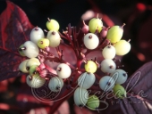 Дерен белый (Cornus alba `Siberian Pearls`)