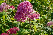 Гортензия древовидная (Hydrangea arborescens `Bella Anna`)