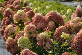 Гортензия метельчатая (Hydrangea paniculata `Little Lime`)