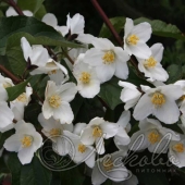 Чубушник венечный (Philadelphus coronarius `Starbright`)