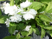 Чубушник венечный (Philadelphus coronarius `Schneesturm`)