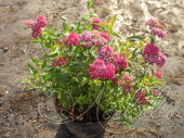 Спирея японская (Spiraea Japonica `Country Red`)