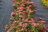 Спирея японская (Spiraea japonica `Zigeunerblut`)