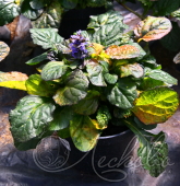 Живучка ползучая (Ajuga reptans `Rainbow`)