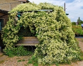 Клематис виноградолистный (Clematis vitalba)