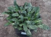 Живучка ползучая (Ajuga reptans `Sparkler`)