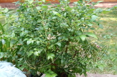 Голубика садовая (Vaccinium corymbosum `Darrow`)