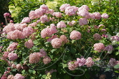 Гортензия древовидная (Hydrangea arborescens `Pink Annabelle`)