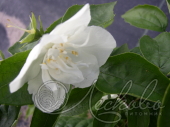 Чубушник виргинский (Philadelphus virginalis `Virginal`)