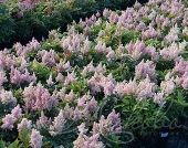 Астильба Арендса (Astilbe x arendsii `Sister Theresa`)