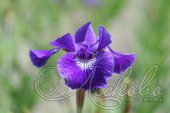 Ирис сибирский (Iris sibirica `Hubbard`)