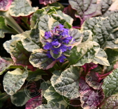 Живучка ползучая (Ajuga reptans `Burgundy Glow`)