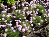 Армерия приморская (Armeria maritima `Splendens`)