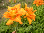 Лилейник гибридный (Hemerocallis `Double Orange`)