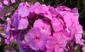 Флокс метельчатый (Phlox paniculata `Amethyst`)