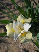 Ирис сибирский (Iris sibirica `Moon silk`)