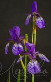 Ирис сибирский (Iris sibirica `Ruffled Velvet`)