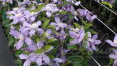 Клематис (Clematis `Arabella`)