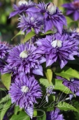 Клематис (Clematis `Multi Blue`)