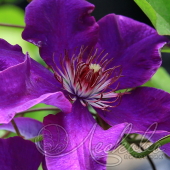 Клематис (Clematis `The President`)