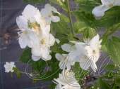 Чубушник венечный (Philadelphus coronarius `Innocence`)