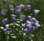 Колокольчик персиколистный (Campanula persicifolia)