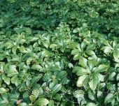 Пахизандра верхушечная (Pachysandra terminalis)