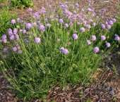 Скабиоза голубиная (Scabiosa columbaria `Nana`)