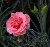 Гвоздика перистая (Dianthus plumarius `Doris`)