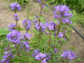 Колокольчик скученный (Campanula glomerata `Speciosa`)