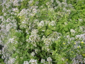 Душица обыкновенная (Origanum vulgare `Aureum`)