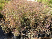 Роза сизая (rosa glauca `Rubrifolia`)