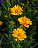 Кореопсис крупноцветковый (Coreopsis grandiflora `Early Sunrise`)