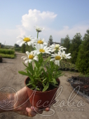 Нивяник наибольший (Leucanthemum maximum `Dwarf Snow Lady`)