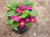 Примула бесстебельная (Primula acaulis)