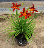 Лилейник гибридный (Hemerocallis `Crimson Pirate`)